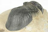 Detailed Paralejurus Trilobite - Atchana, Morocco #204492-5